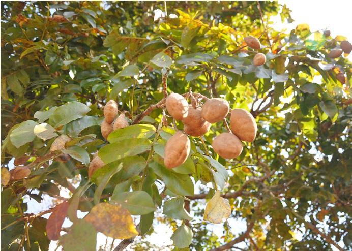 Castanha do cumbaru é para consumo e produção de óleos. Mas seu fruto (endocarpo) é descartado após a retirada da semente. - Foto por: Reprodução Embrapa