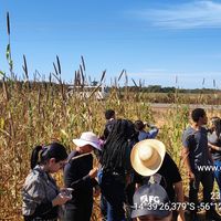 Plantação de Milheto, Nobres MT