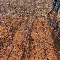 IFMT promove atividade prática em cultura de mamona com alunos de Agronomia